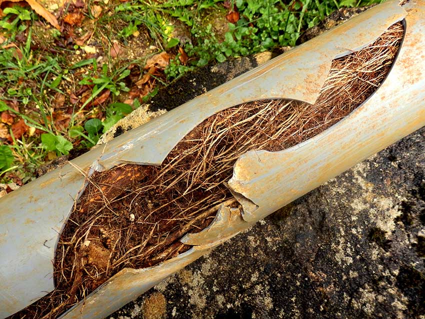 root-intrusion