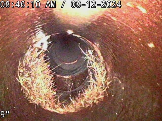 tree-root-intrusion