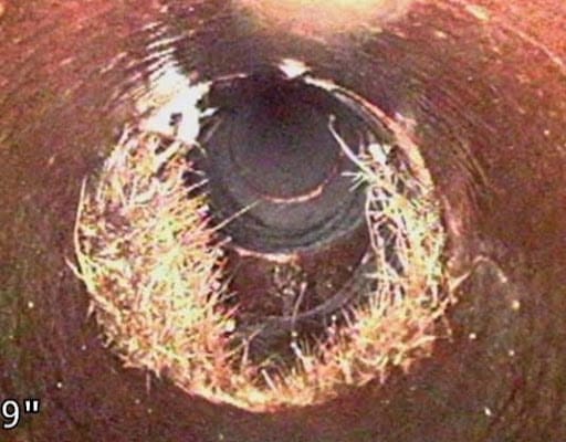 tree-roots-intrusion